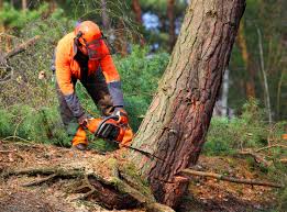 Professional Tree Removal in Coudersport, PA