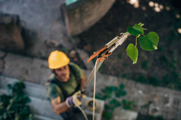 How Our Tree Care Process Works  in  Coudersport, PA